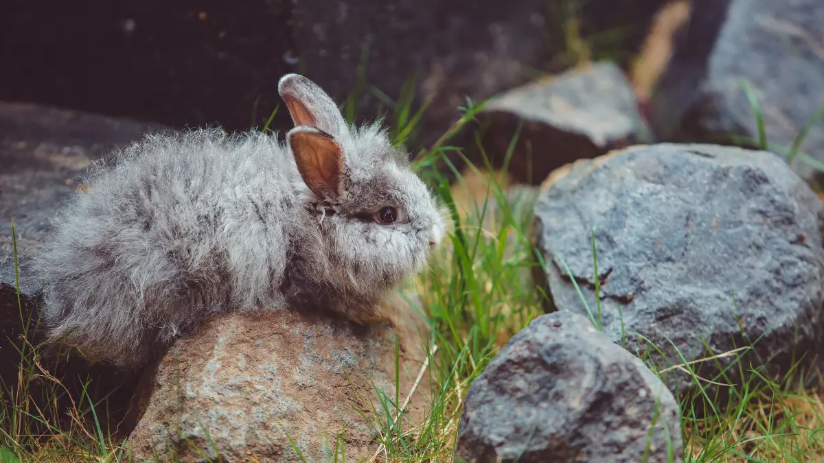 All Protein Diet: Rabbit Starvation Reality