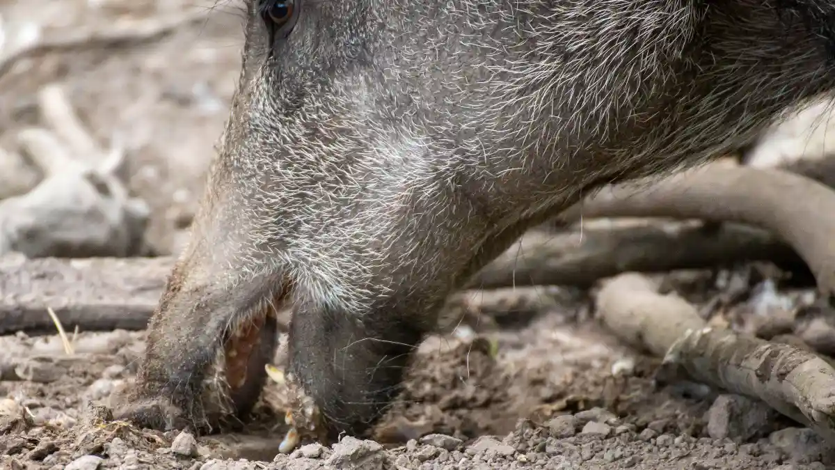 Animals Eat It, So Can You: Evolution’s Cruel Joke