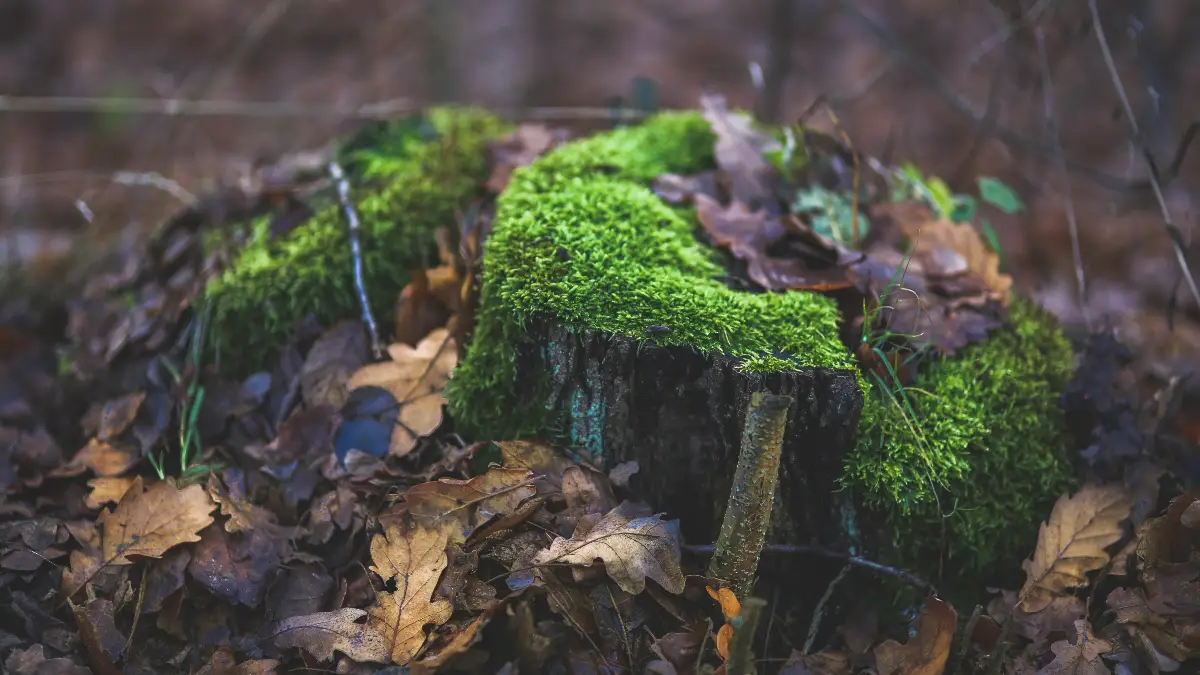 Moss Grows North: Nature’s Worst GPS