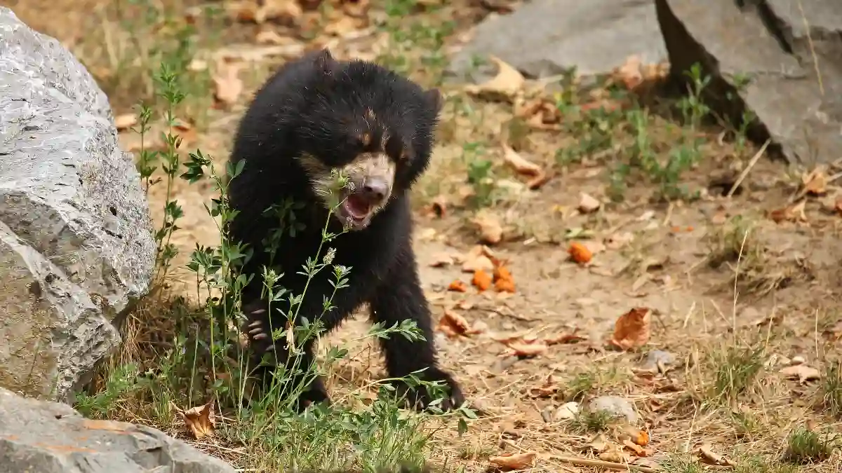 Playing Dead for Bears - Species-Specific Mistakes