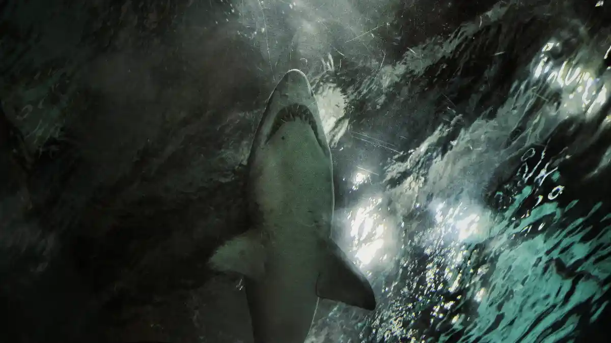 Punch Sharks: Underwater Fisticuffs Fantasy