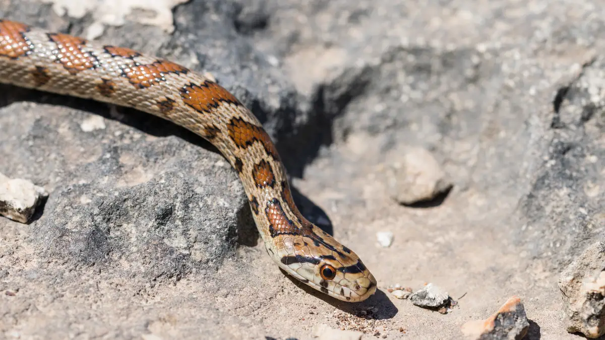 Snake Bite "Cut and Suck" - Hollywood's Fatal Fiction