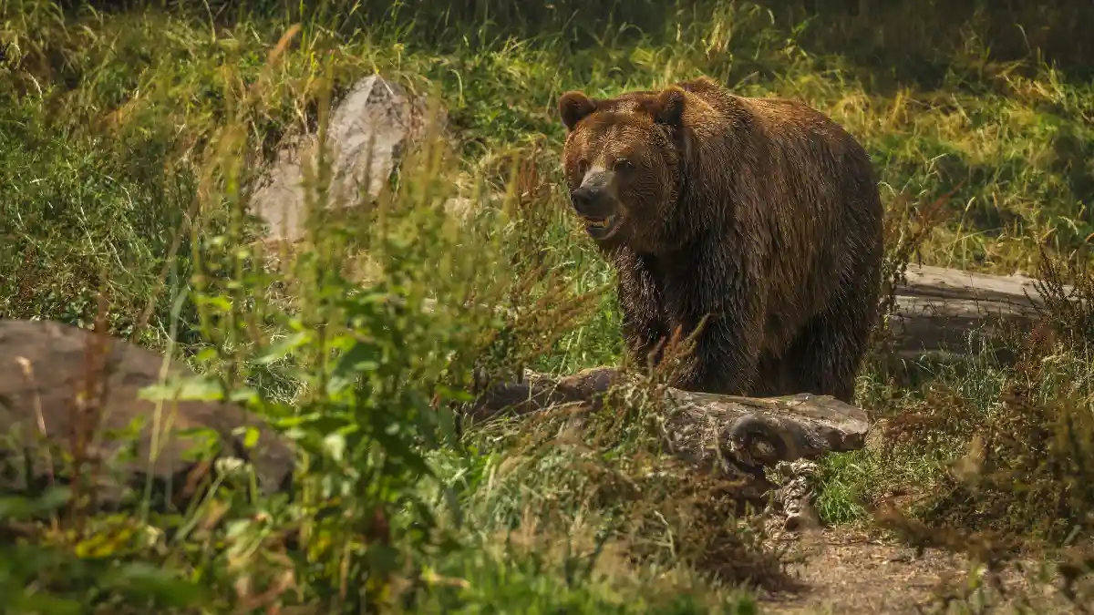 A Bear's World Is a World of Scent