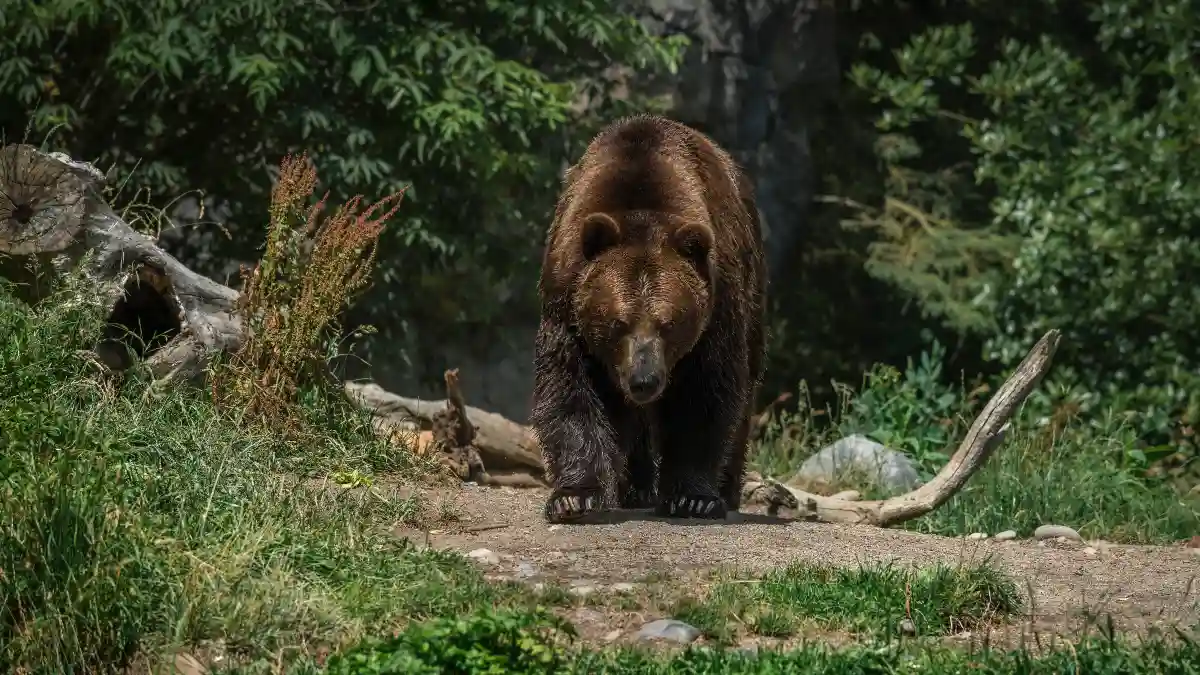 Black Bears vs. Grizzlies: The Survival 7 Mistakes That Could Kill You