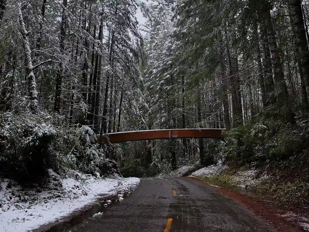 California's Prairie Creek Redwoods State Park