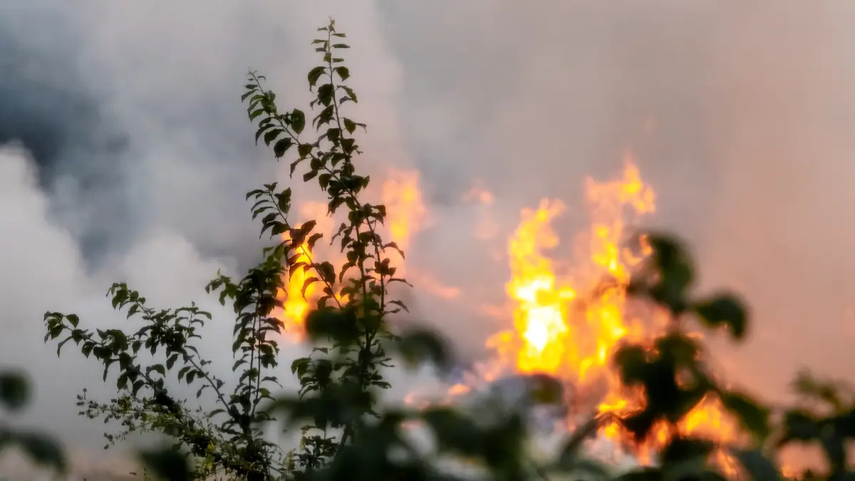 Case Study - Greece on Fire: The Rhodes Wildfires as a Tipping Point