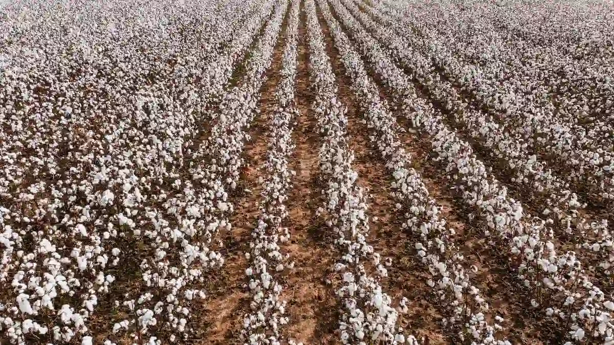 "Cotton Kills": What Search & Rescue Teams See in the Field