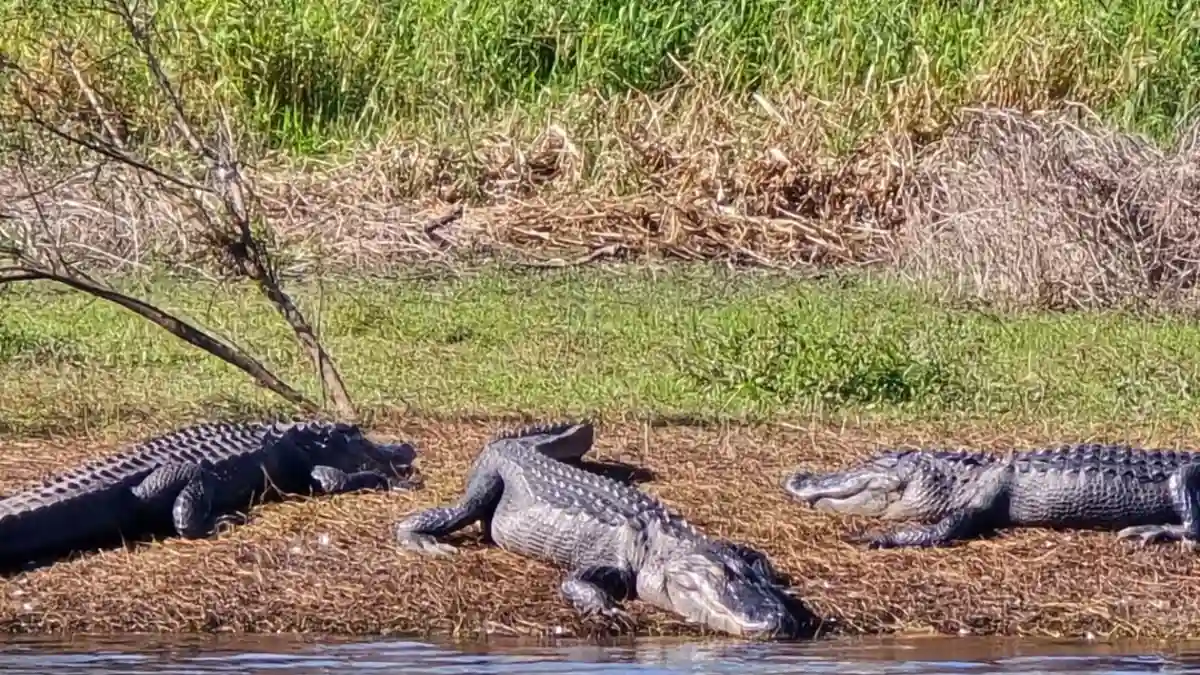 Discover Florida's Myakka River State Park