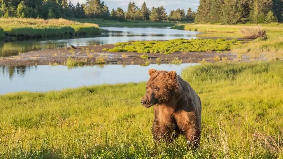 Getting Too Close to Wildlife