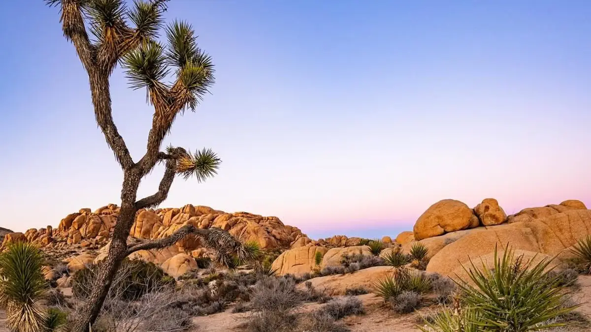 Joshua Tree National Park