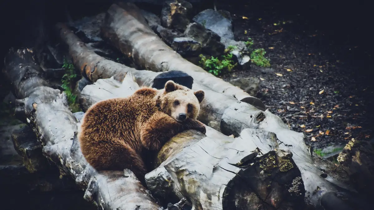 Not Making Noise/Surprising Bears
