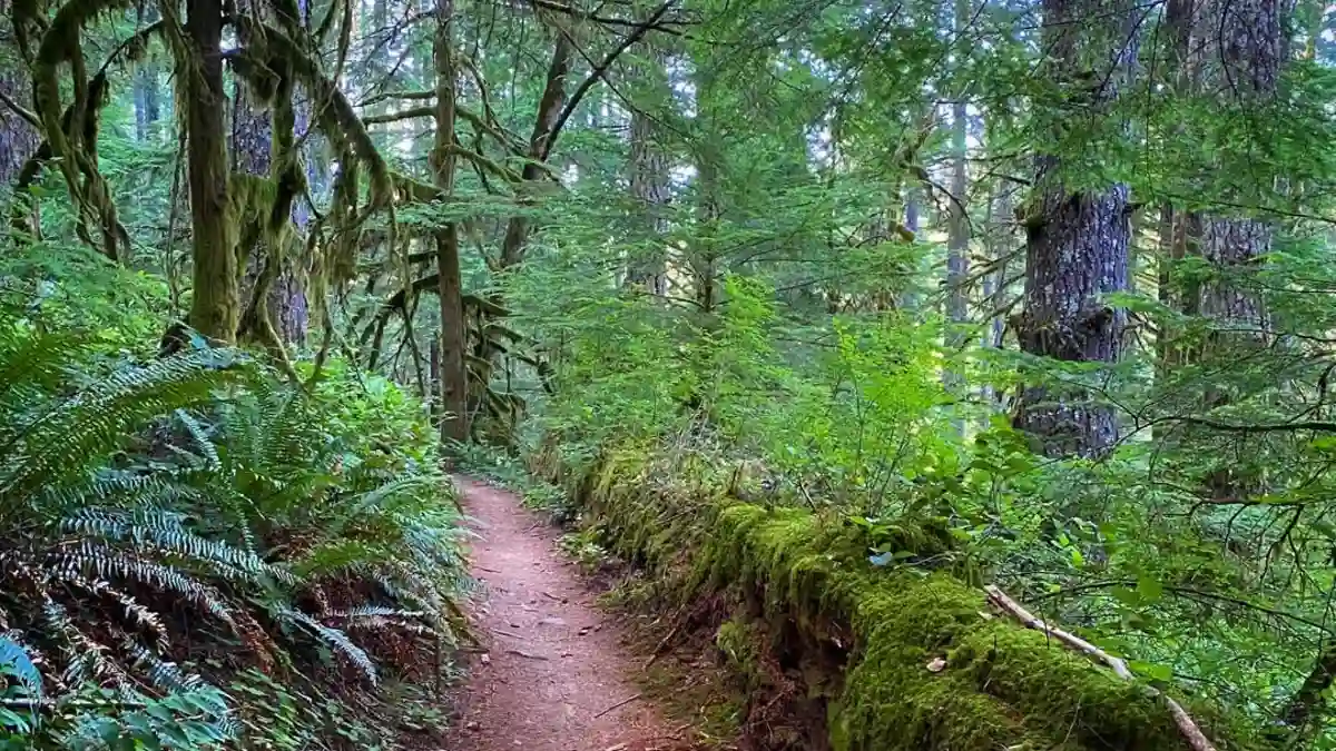 Oregon's Silver Falls State Park