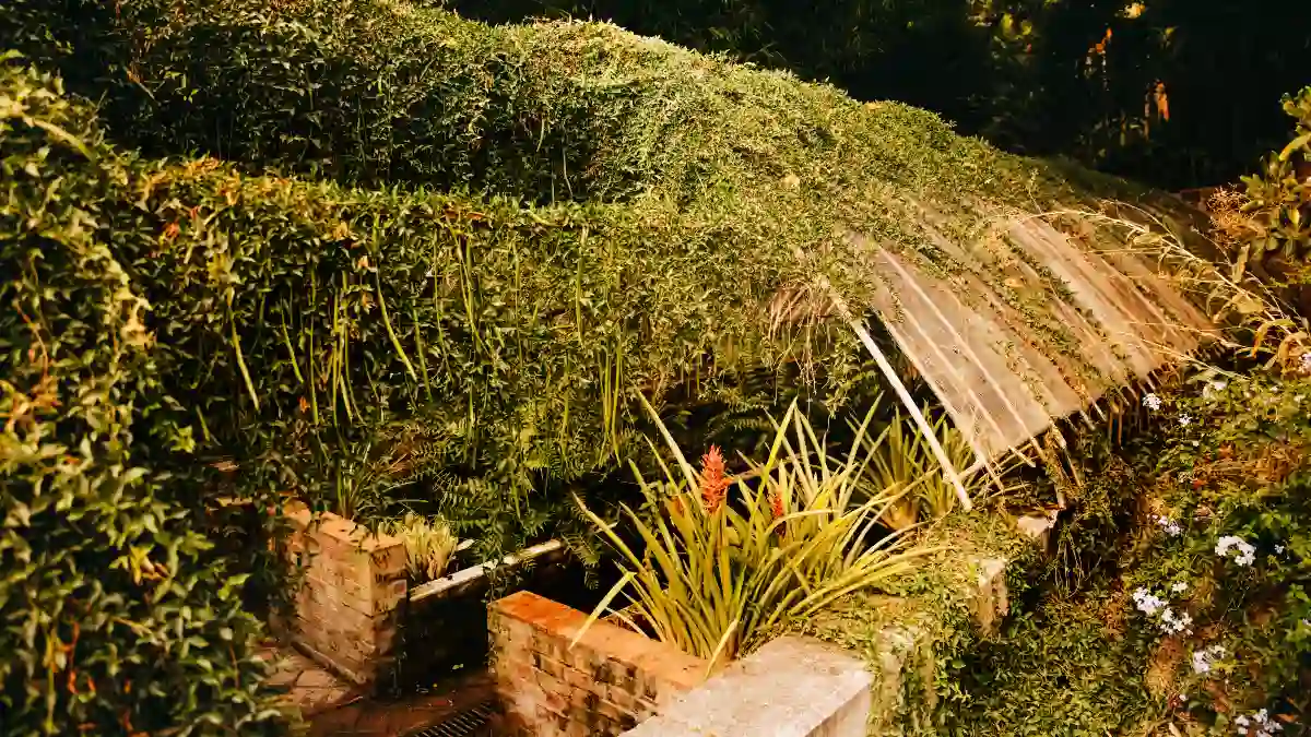 Overgrown Landscaping and Hiding Spots Around the Home