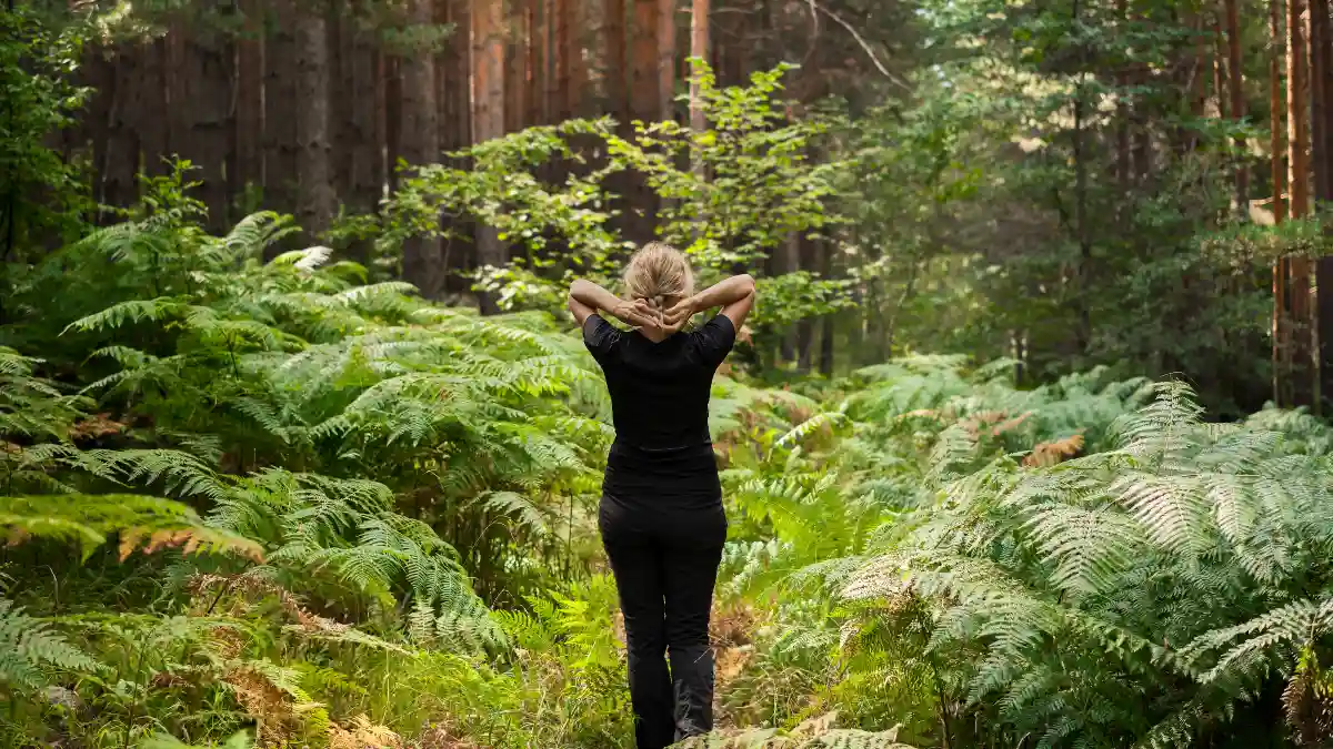 Reclaiming the Forest: Your 2025 Guide to Authentic Nature Connection