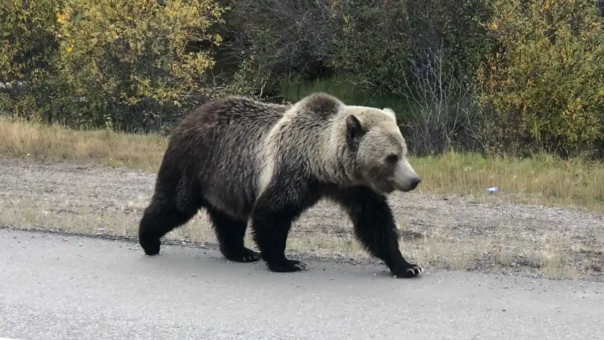 Running from a Bear