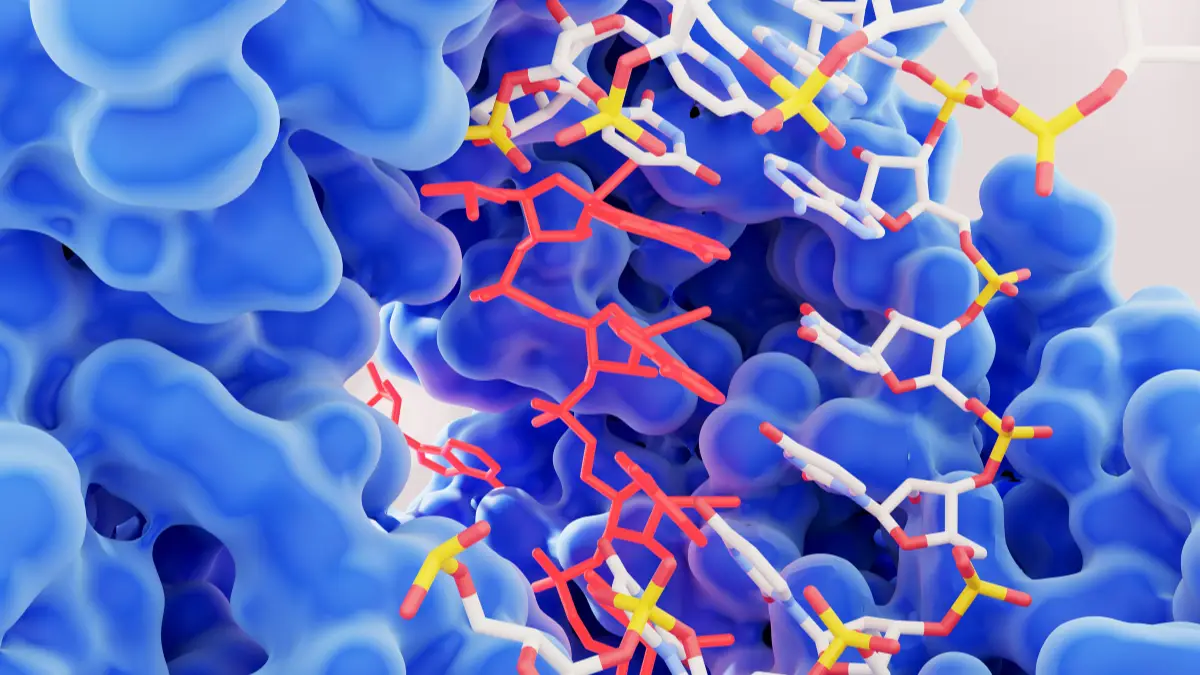 Spermidine: The "Magic" Molecule Fueling the Hype