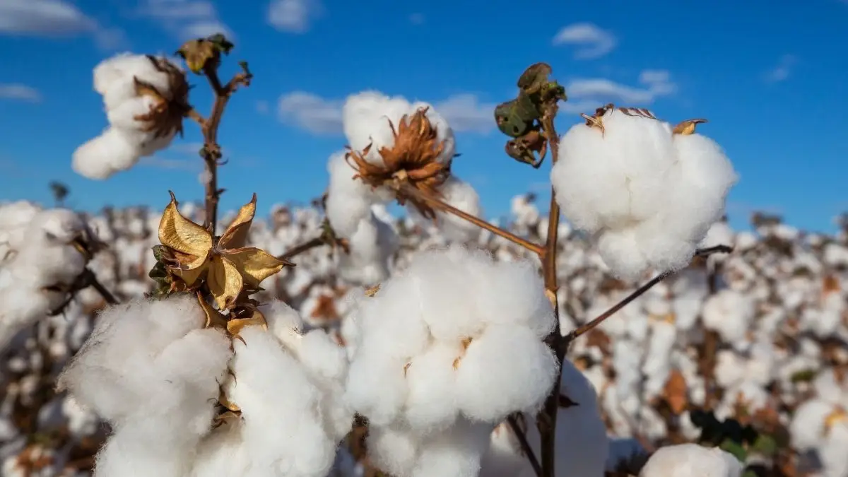 The Silent Threat: How Wet Cotton Leads to Hypothermia