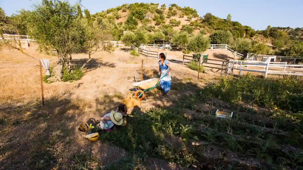 Urban and Rural Foraging