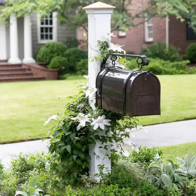 Elegant Climbing Clematis Post