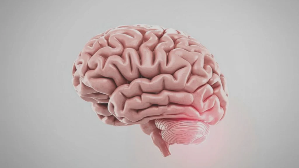 Thicker Brain Cortexes Protect Focus