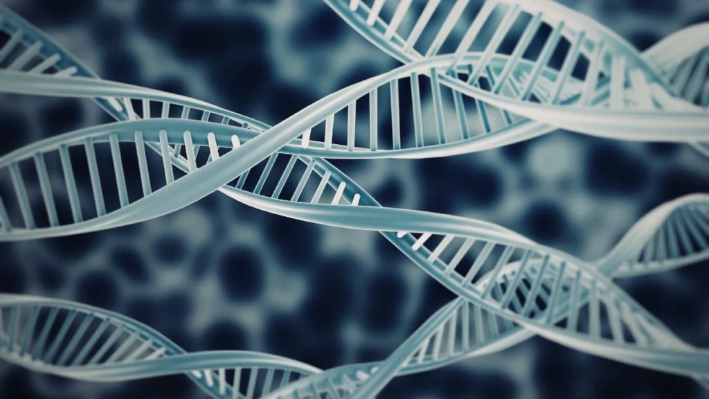 The Genetic Sibling Multiplier