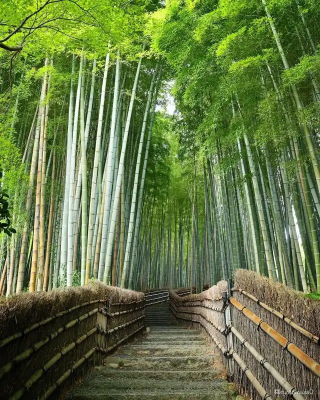 Arashiyama Bamboo Grove, Japan