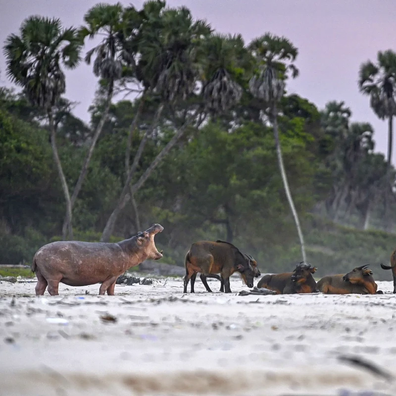 Loango National Park, Gabon