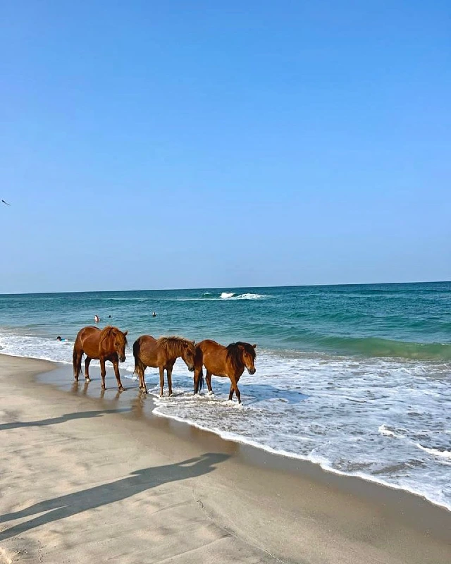 Assateague Island, Maryland