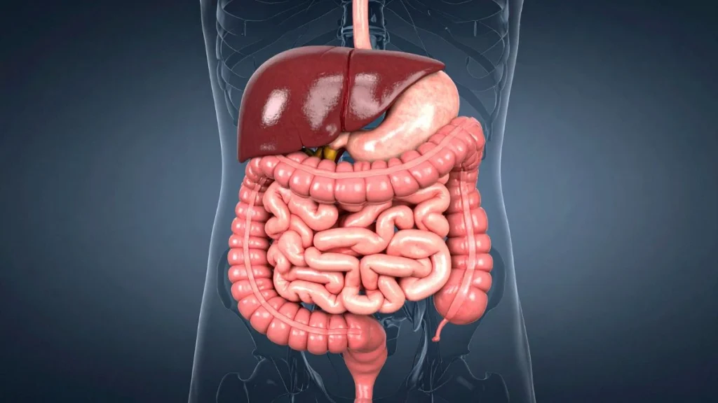 Why Your Gut Microbiome is the Key to Longevity