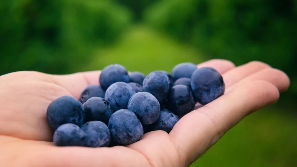 Wild Blueberries