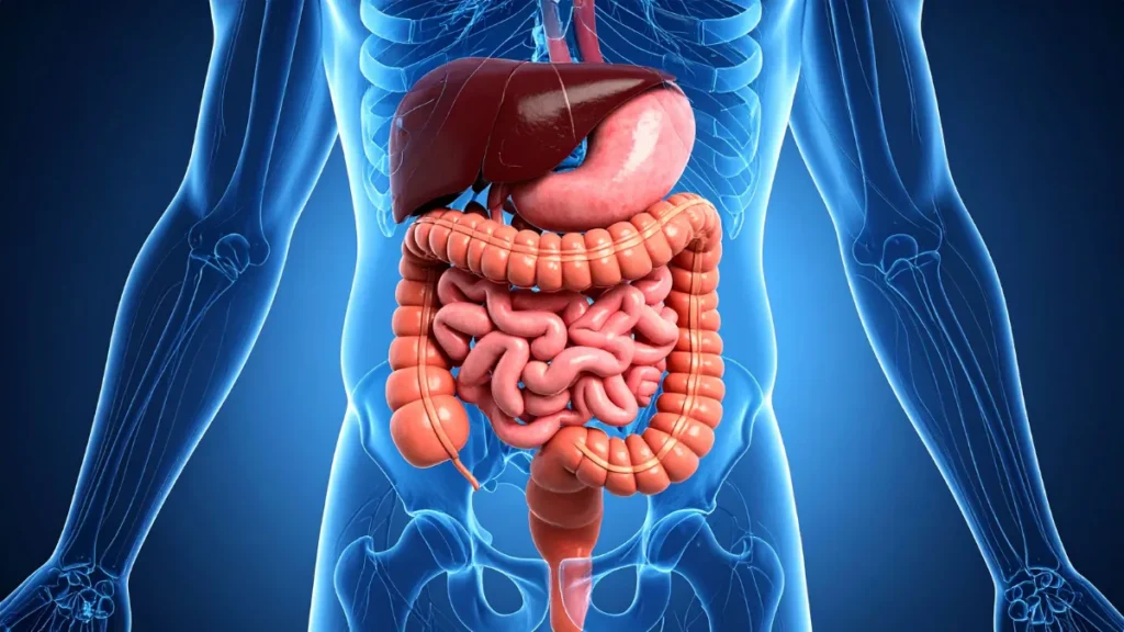 3 Actionable Steps to Reverse Early Liver Fat in 2026