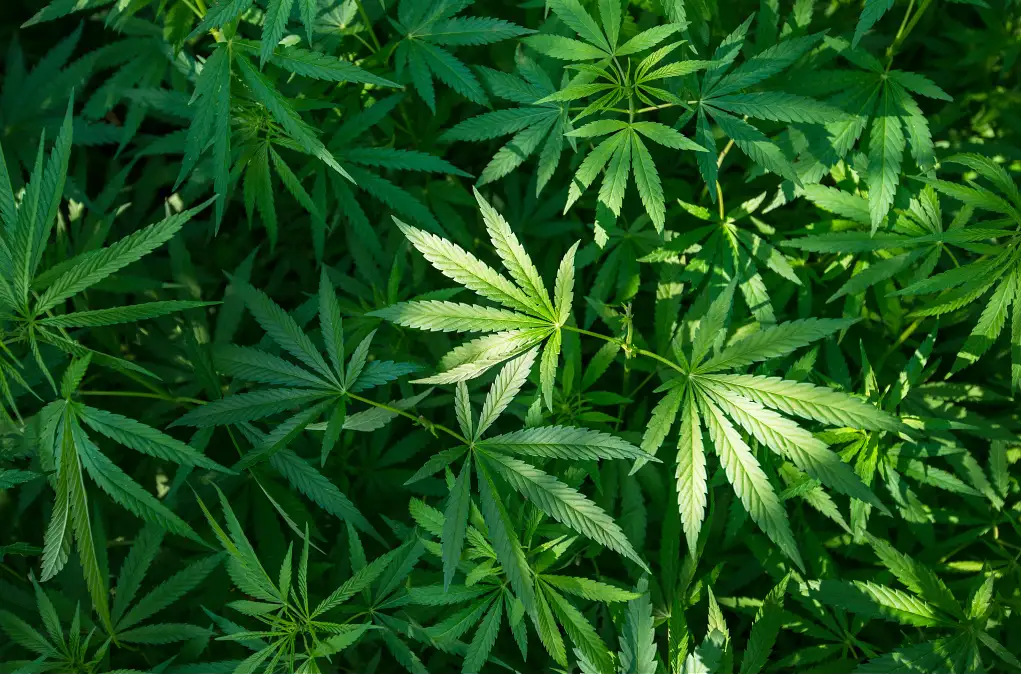 Marijuana