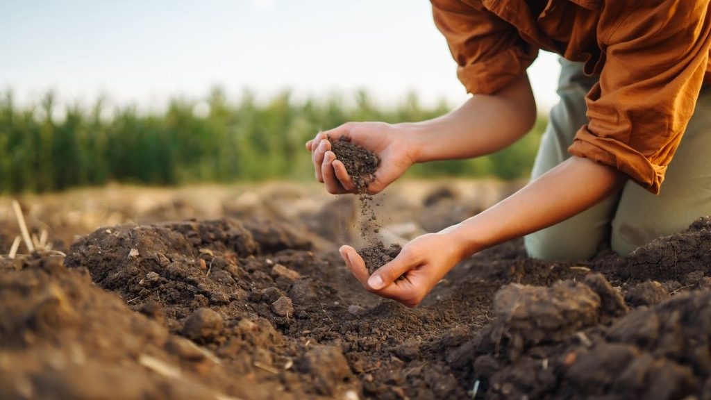 Food, Plants, and Soil Can Be Refused at the U.S. Border